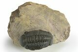 Reedops Trilobite - Atchana, Morocco #310636-3